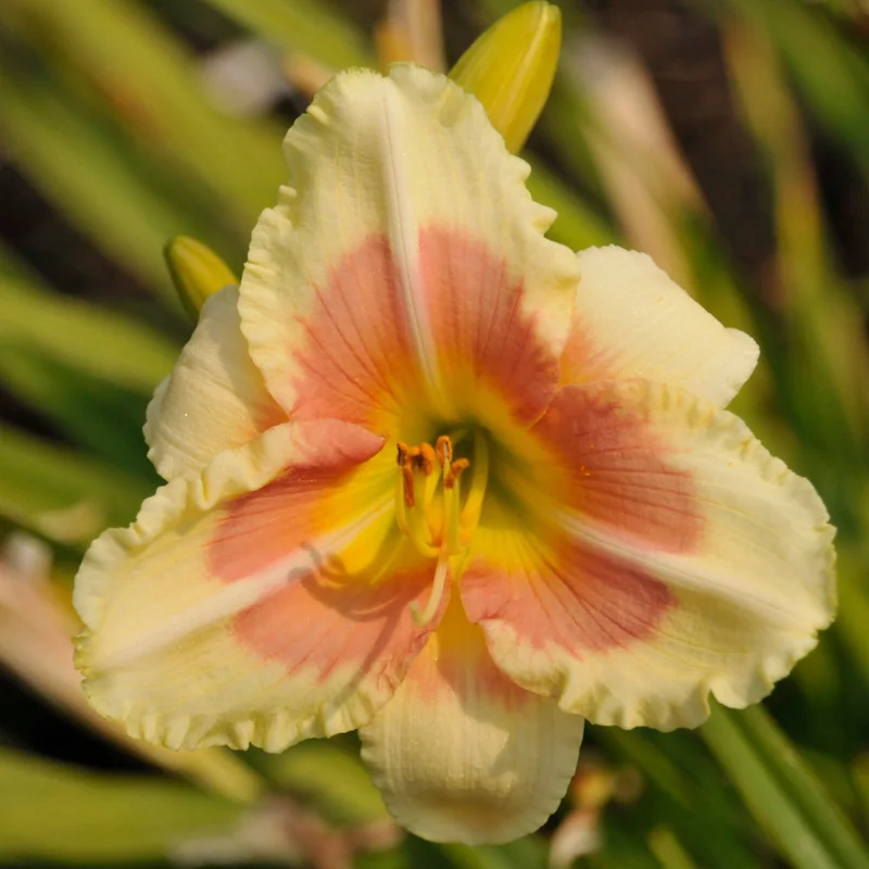 HEMEROCALLIS WHEN MY SWEETHEART RETURNS