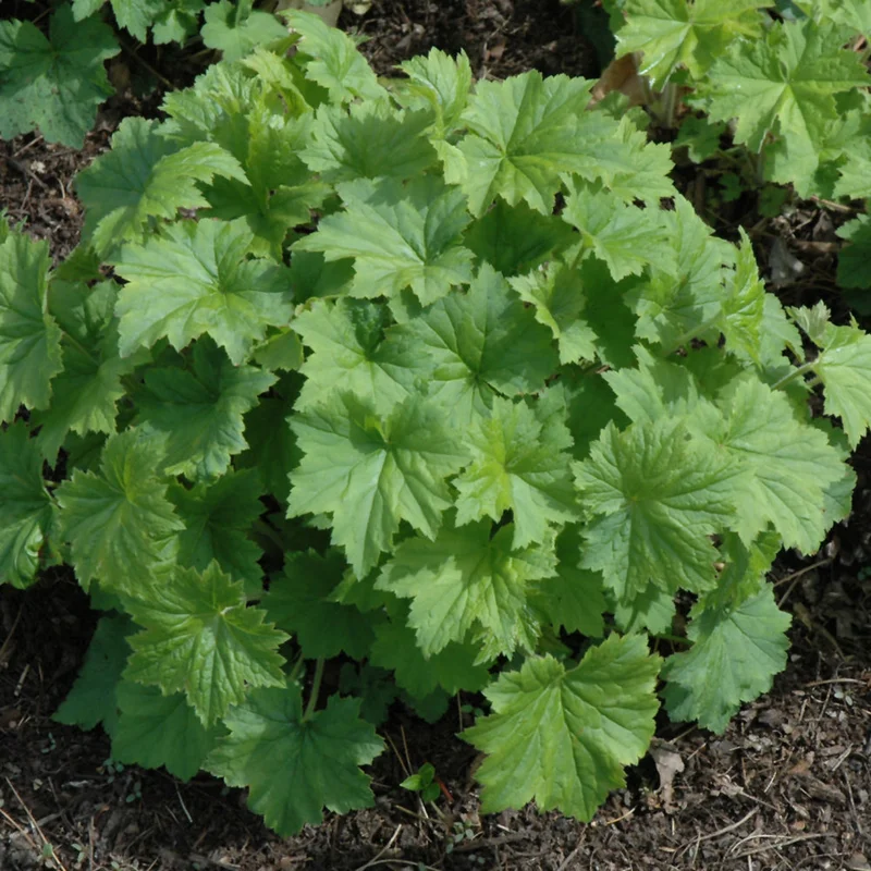 HEUCHERA AUTUMN BRIDE