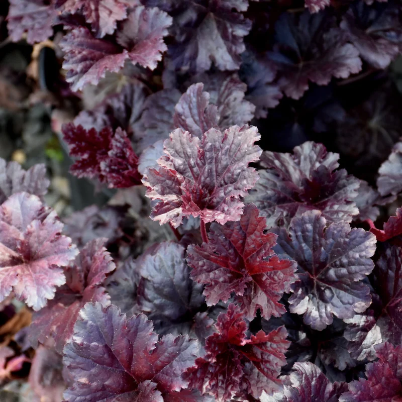 HEUCHERA BLACK SEA