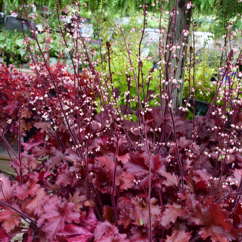 HEUCHERA DOLCE CHERRY TRUFFLES