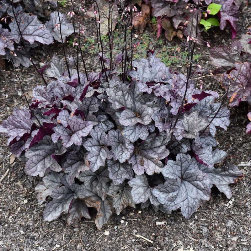 HEUCHERA DOLCE FROSTED BERRY
