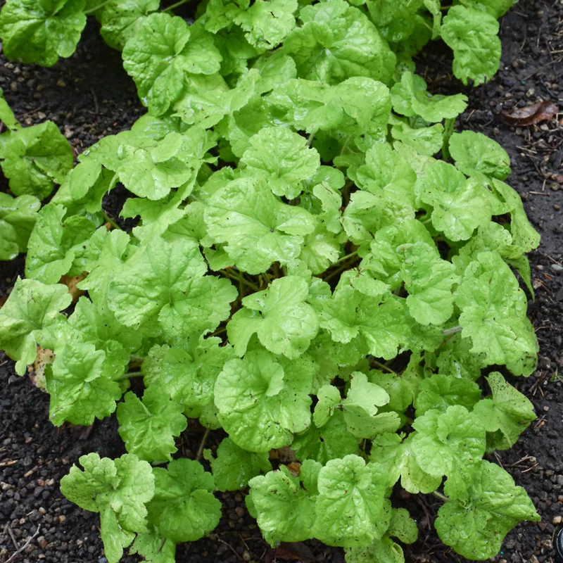 HEUCHERA DOLCE PISTACHIO AMBROSIA