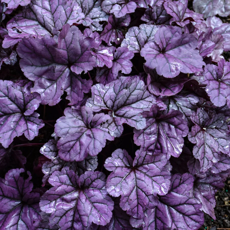 HEUCHERA DOLCE WILDBERRY