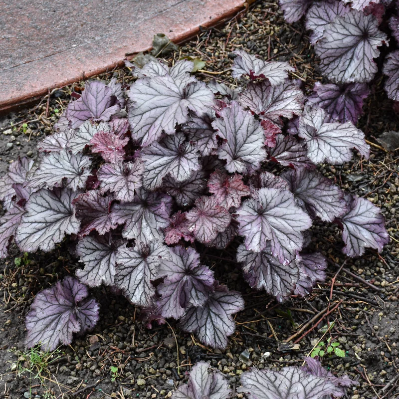 HEUCHERA NORTHERN EXPOSURE PURPLE