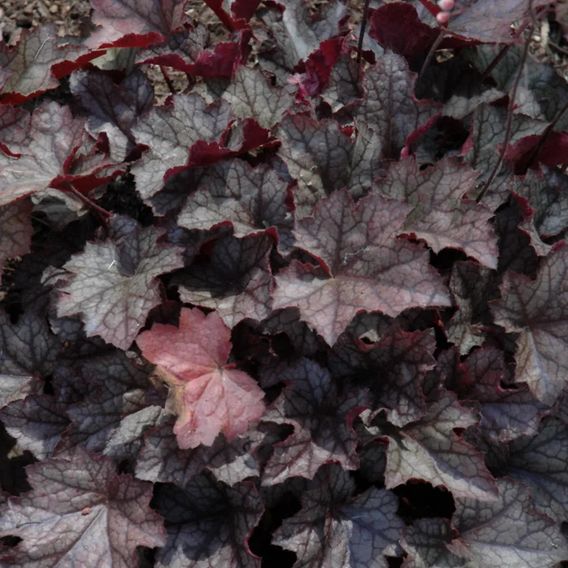 HEUCHERA PLUM CRAZY