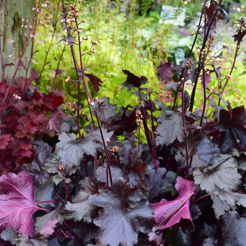 HEUCHERA PRIMO BLACK PEARL