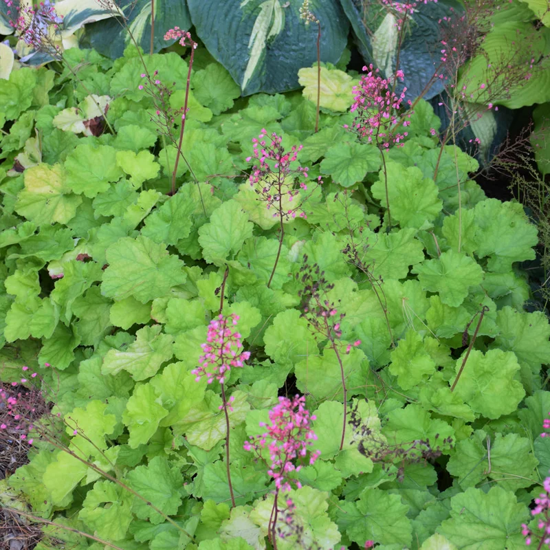 HEUCHERA PRIMO PRETTY PISTACHIO
