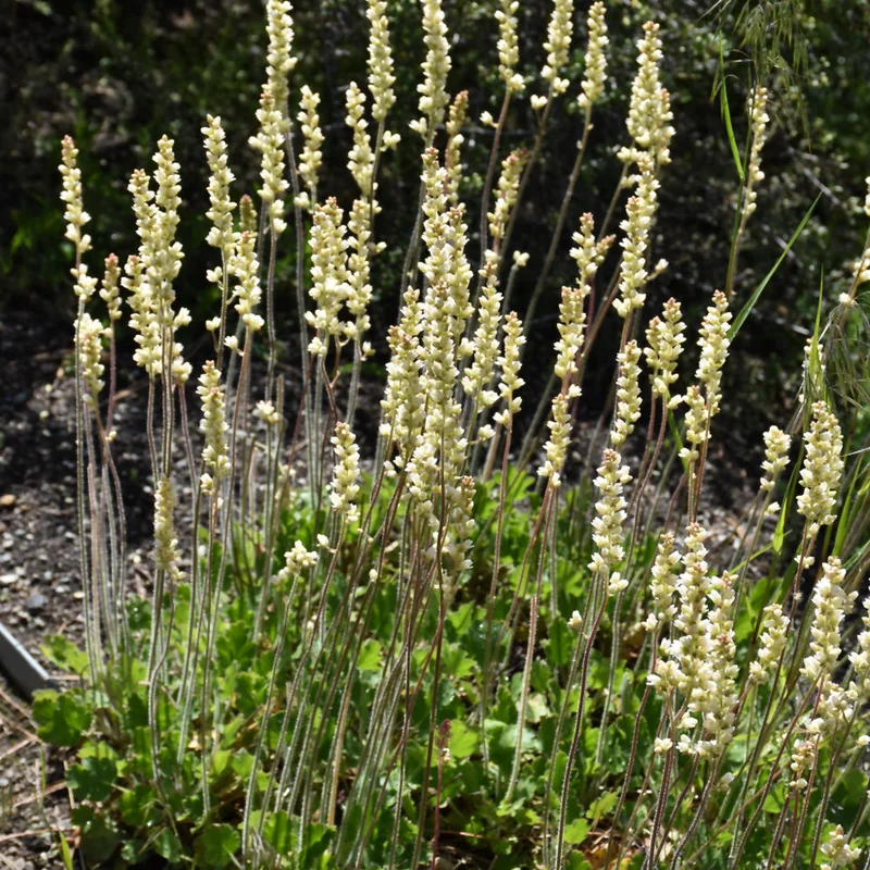 HEUCHERA RICHARDSONII