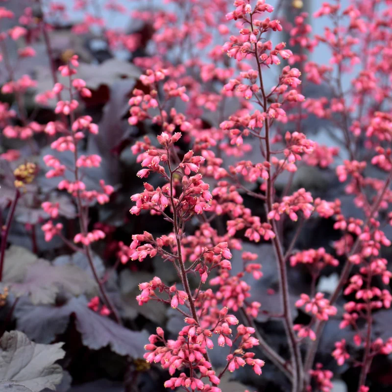 HEUCHERA TIMELESS NIGHT