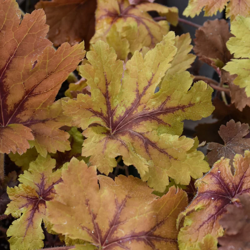 HEUCHERELLA COPPER KING