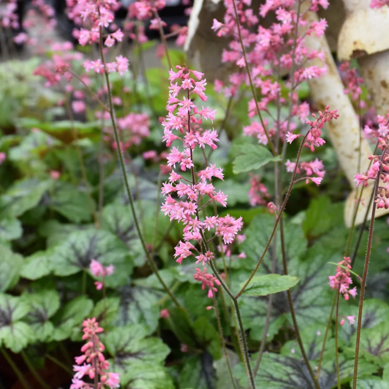HEUCHERELLA PINK REVOLUTION