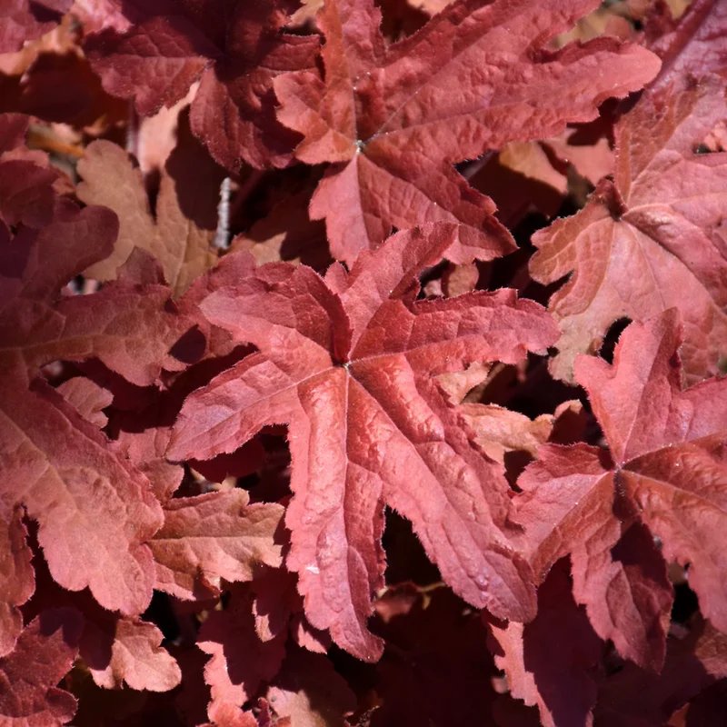 HEUCHERELLA RED ROVER