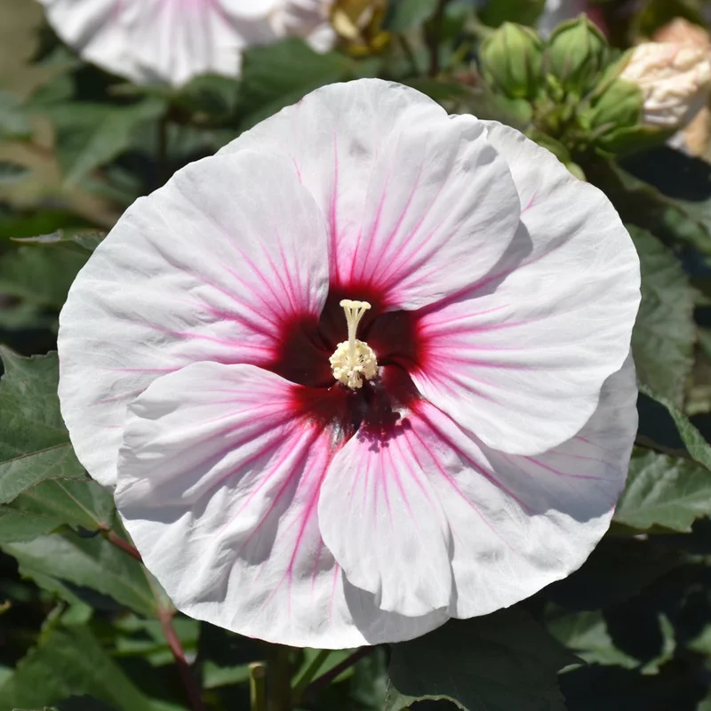 HIBISCUS ANGEL EYES