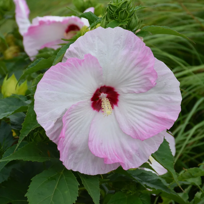 HIBISCUS BALLET SLIPPERS