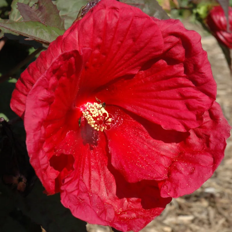 HIBISCUS CHERRY BRANDY