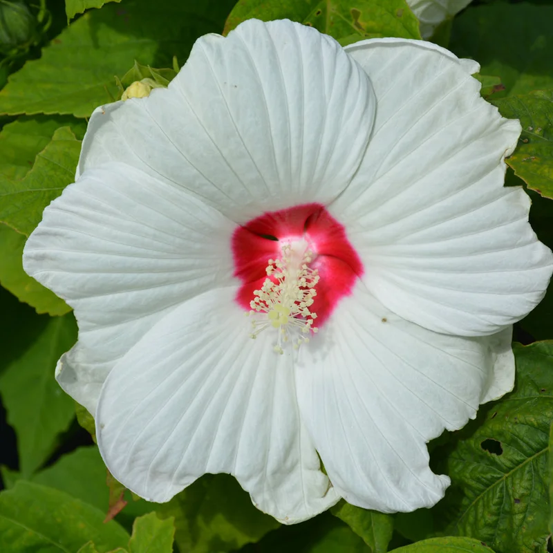 HIBISCUS LUNA WHITE