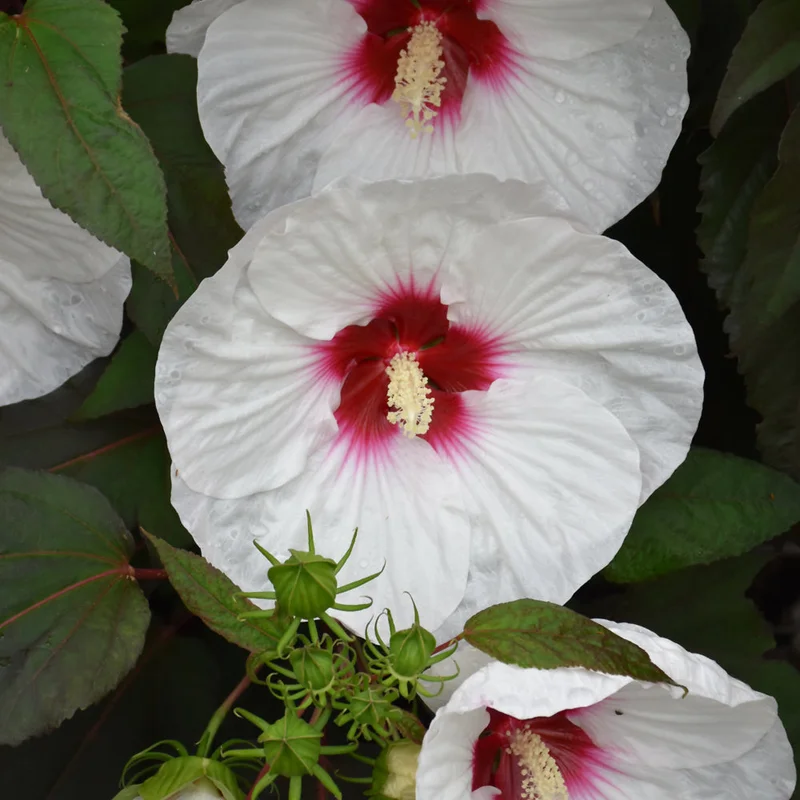 HIBISCUS MOCHA MOON