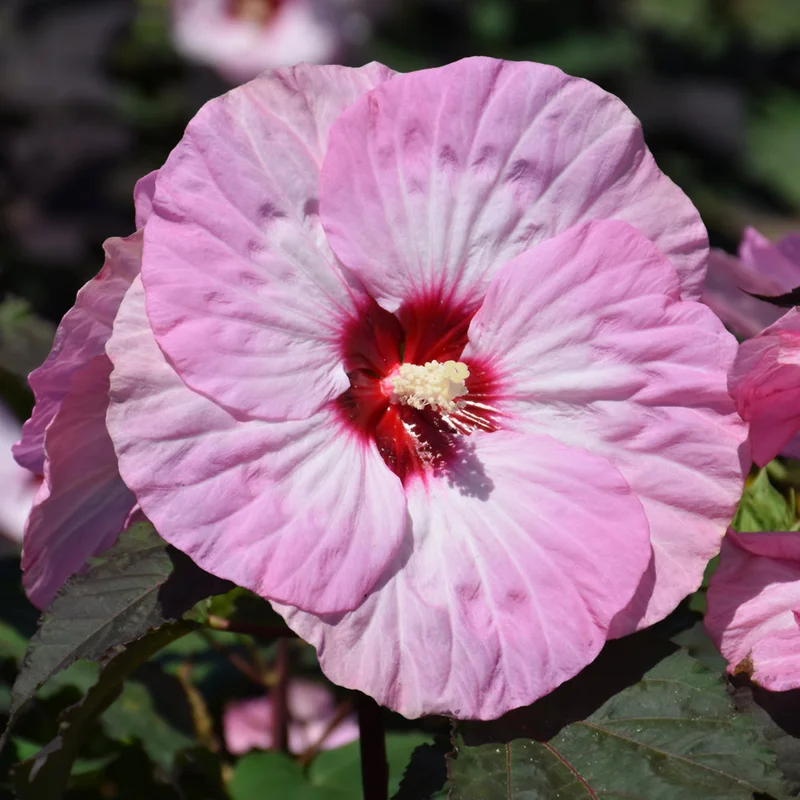 HIBISCUS SPINDERELLA