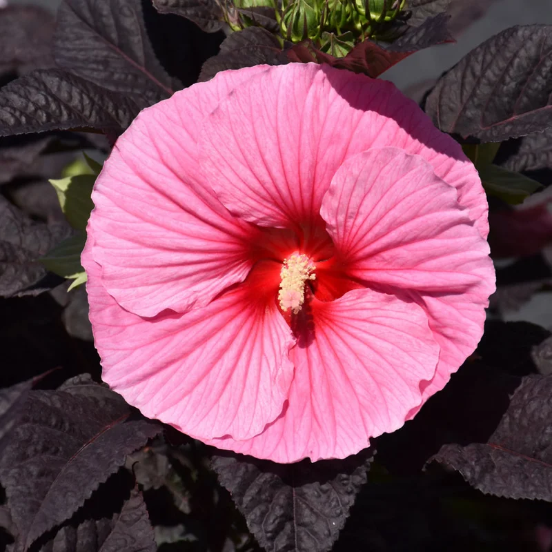 HIBISCUS SUMMERIFIC EDGE OF NIGHT