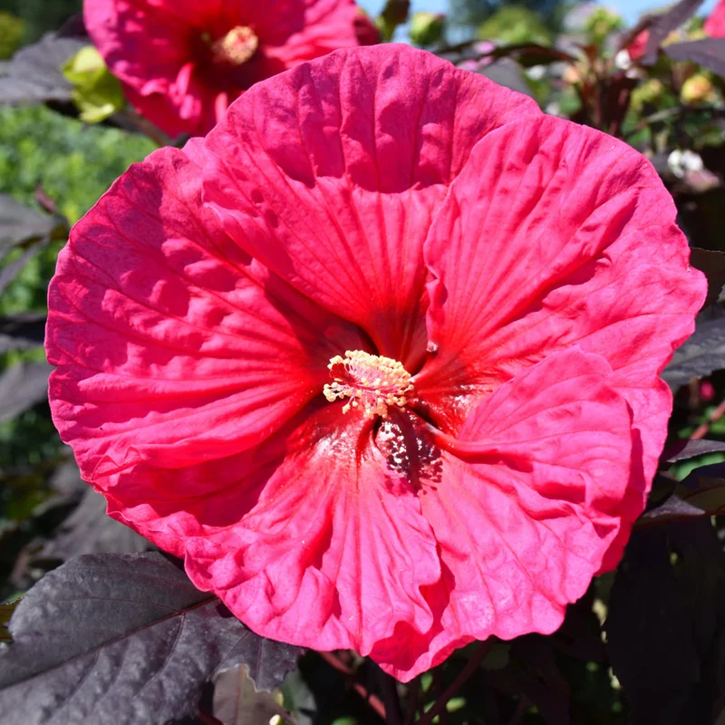 HIBISCUS SUMMERIFIC EVENING ROSE