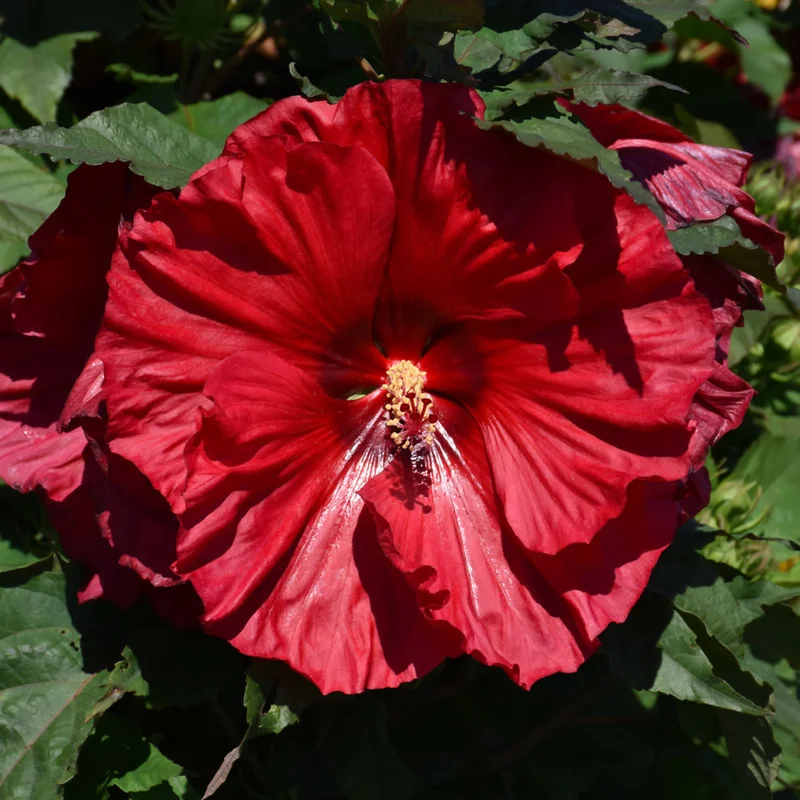 HIBISCUS SUMMERIFIC VALENTINE’S CRUSH