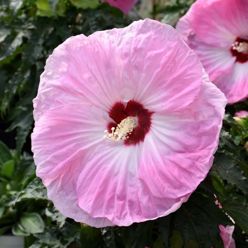 HIBISCUS TIE DYE