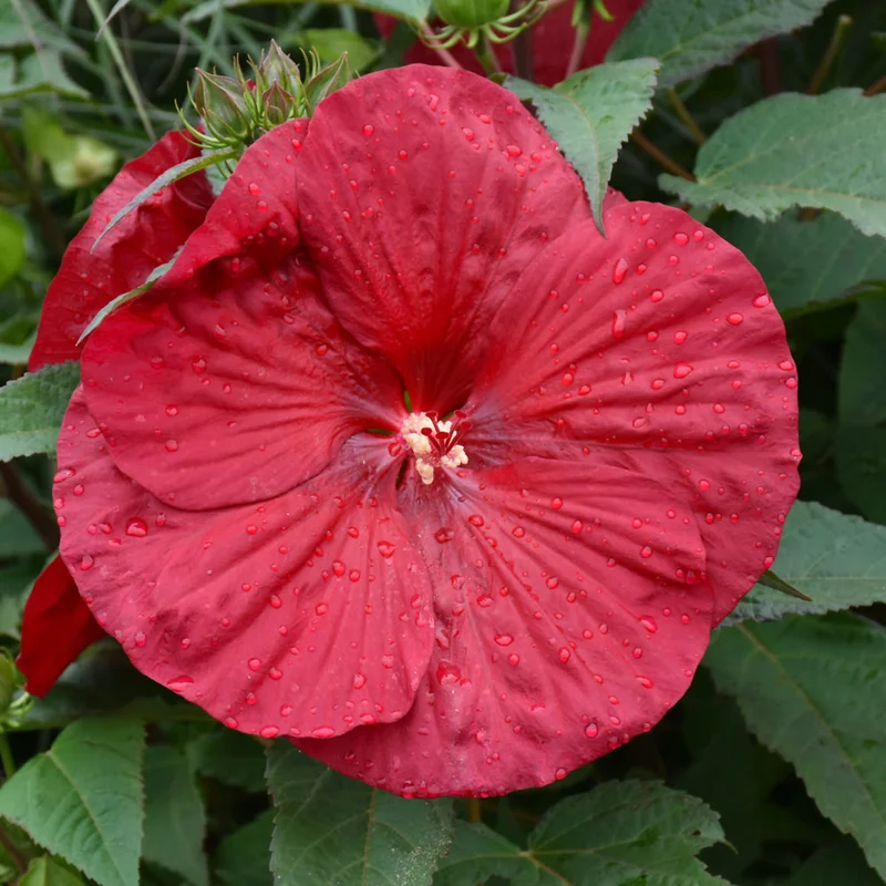 HIBISCUS VINTAGE WINE