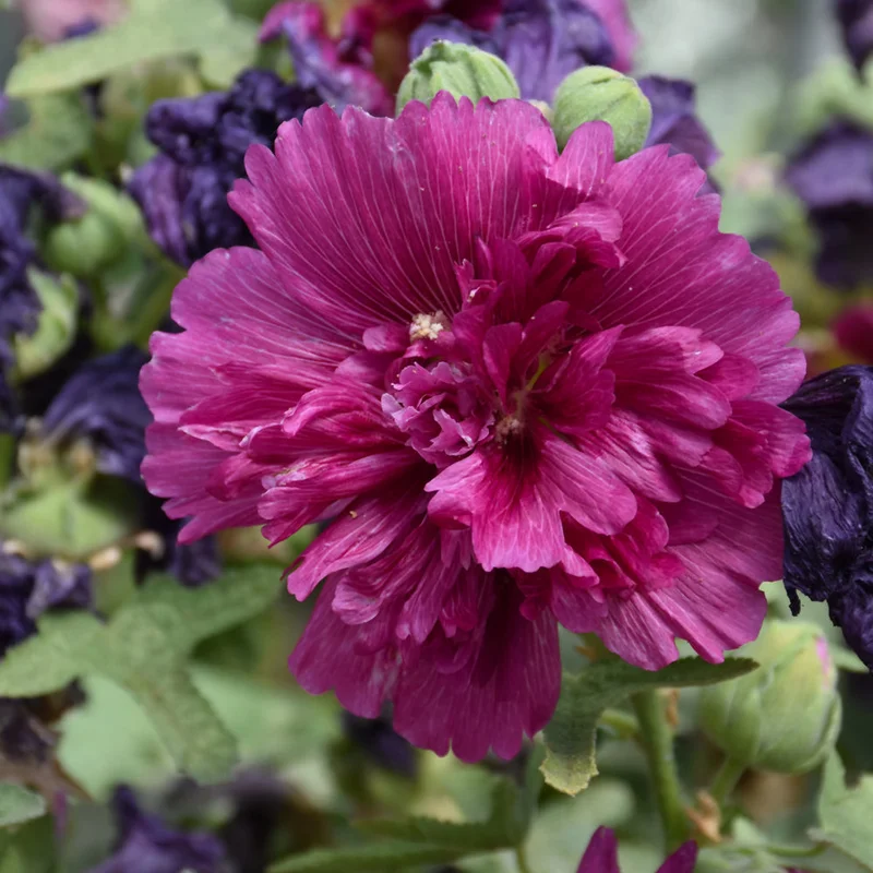 HOLLYHOCK QUEENY PURPLE