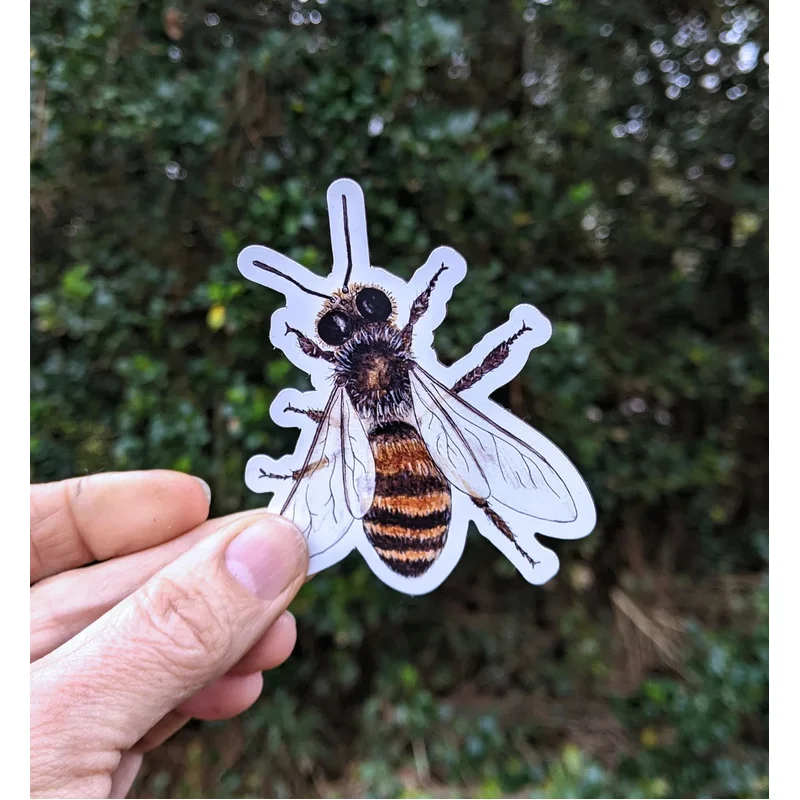 Honey Bee Magnet – Apis mellifera