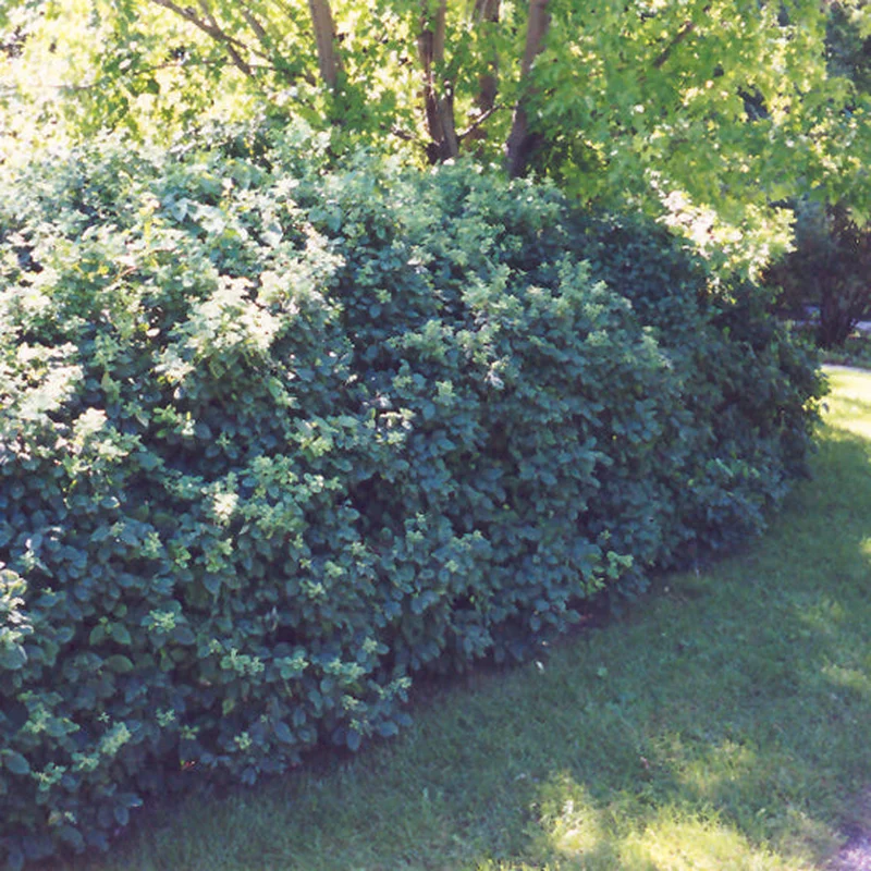 HONEYSUCKLE CLAVEY’S DWARF