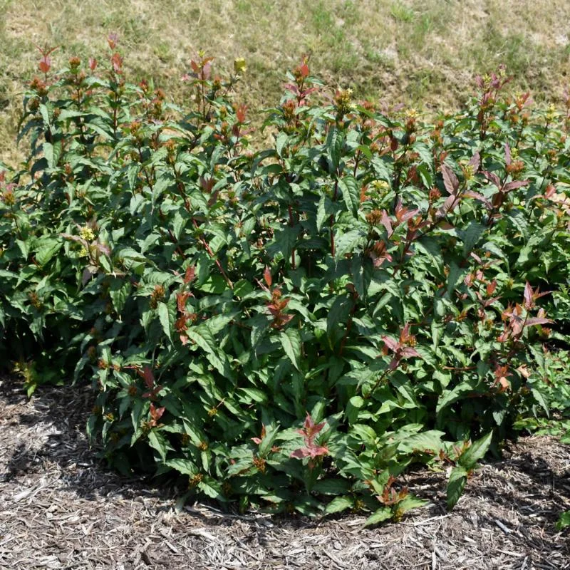 HONEYSUCKLE KODIAK RED