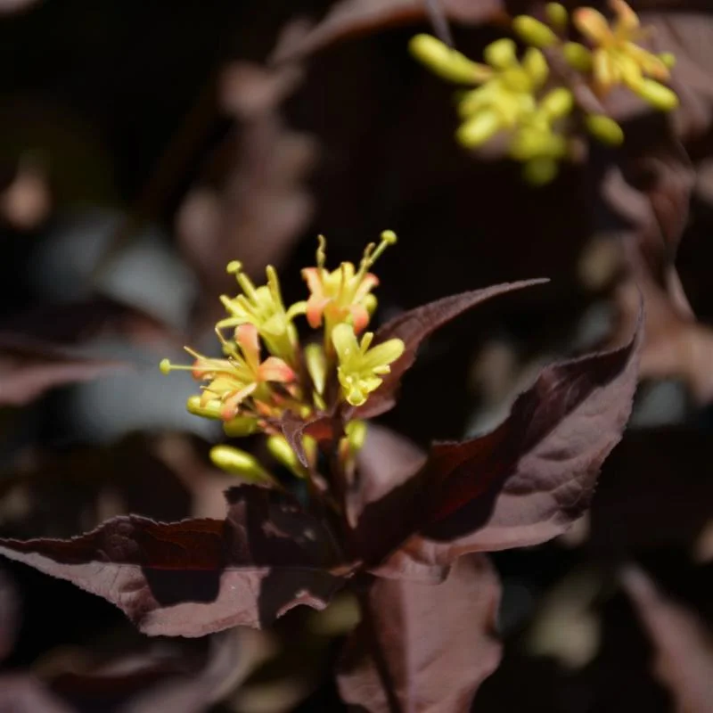 HONEYSUCKLE NIGHTGLOW