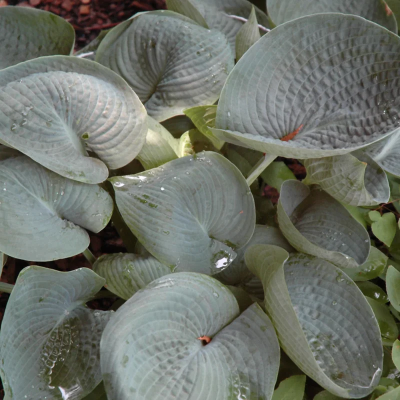 HOSTA ABIQUA DRINKING GOURD