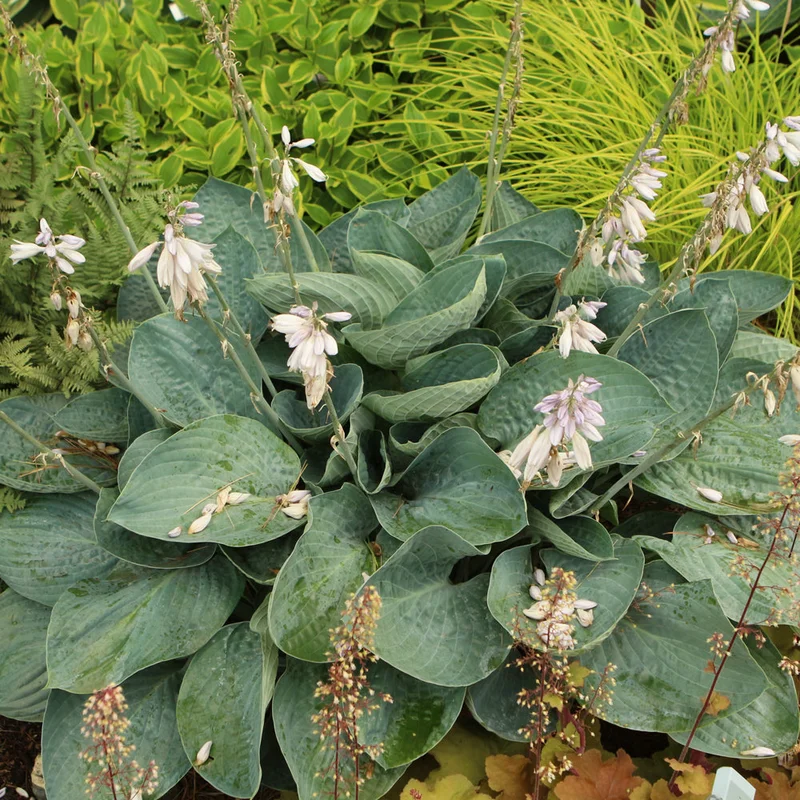 HOSTA ABOVE THE CLOUDS