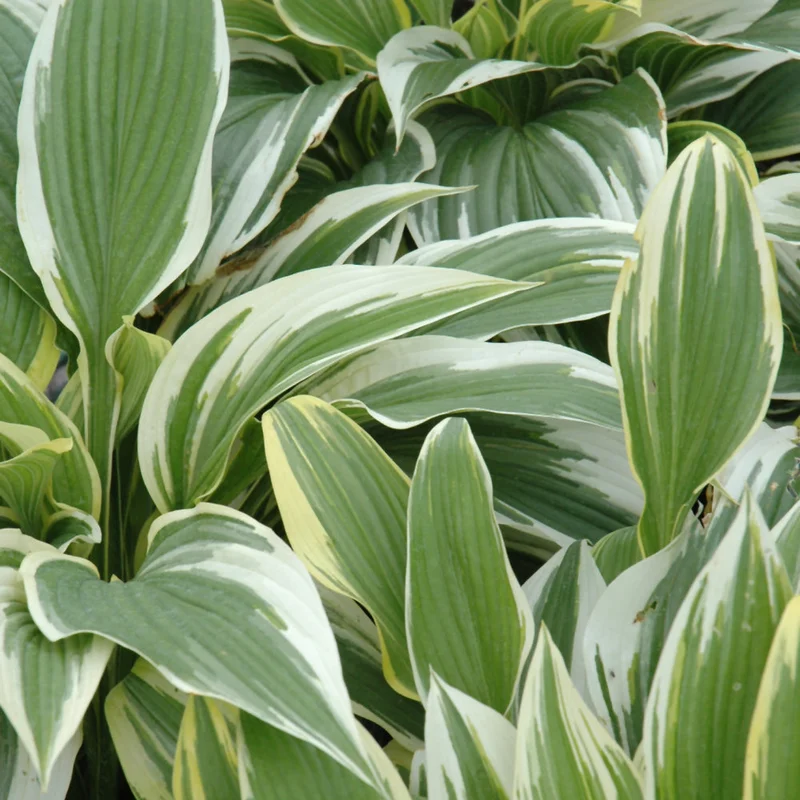 HOSTA ALBOMARGINATA