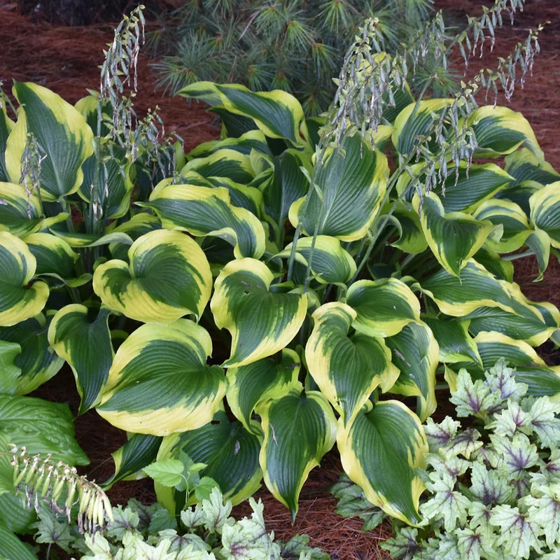 HOSTA ATLANTIS