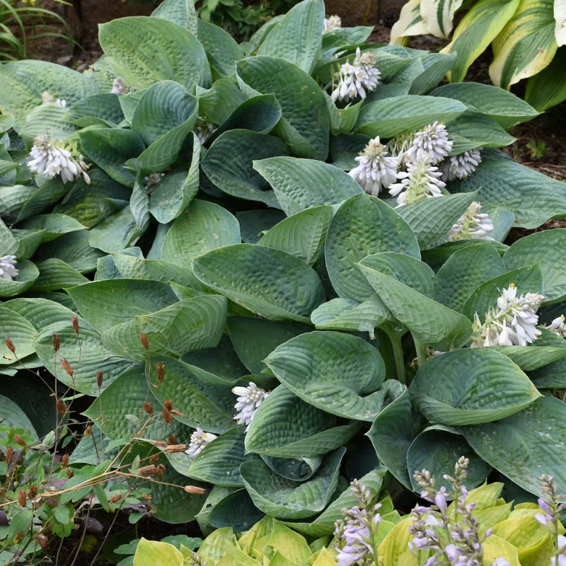 HOSTA BLUE VISION