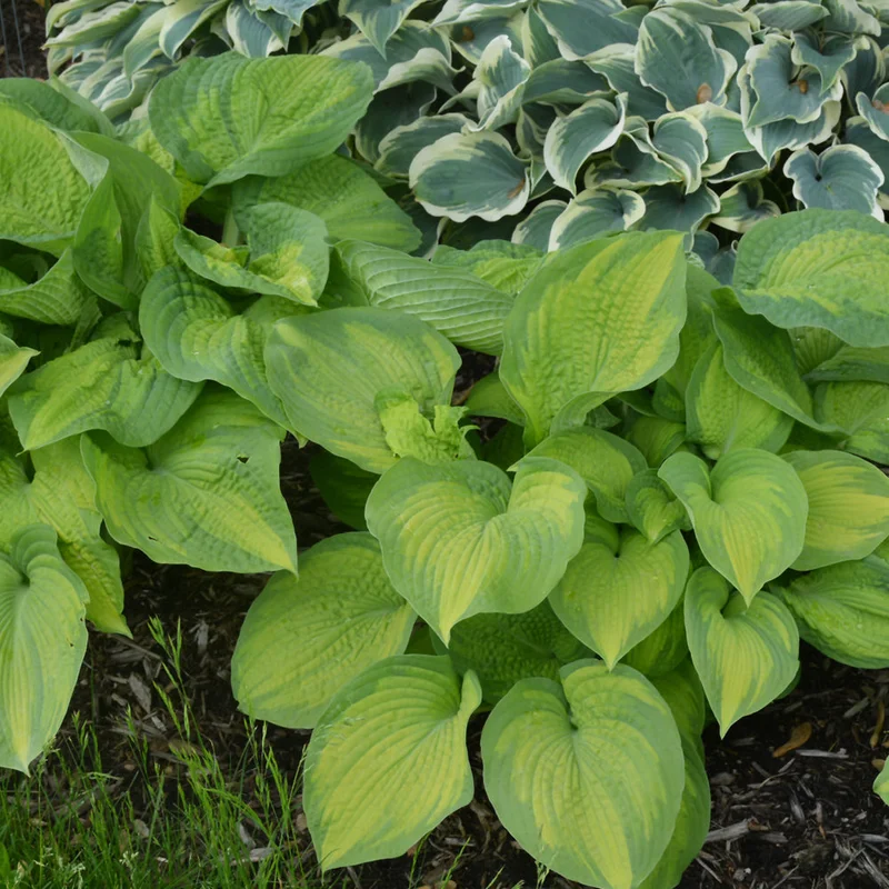 HOSTA BROTHER STEFAN