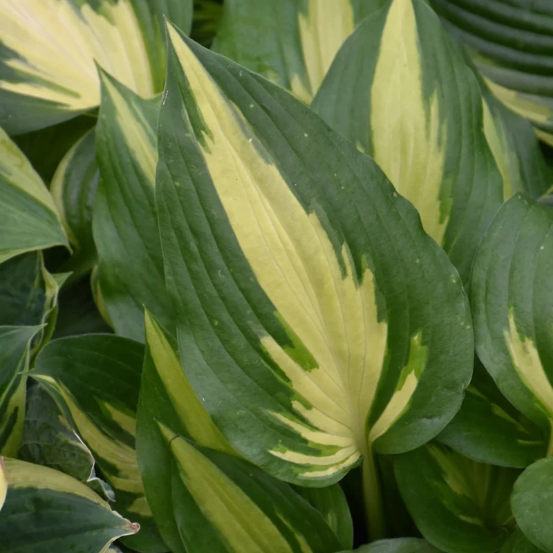 HOSTA CHRISTMAS CANDY