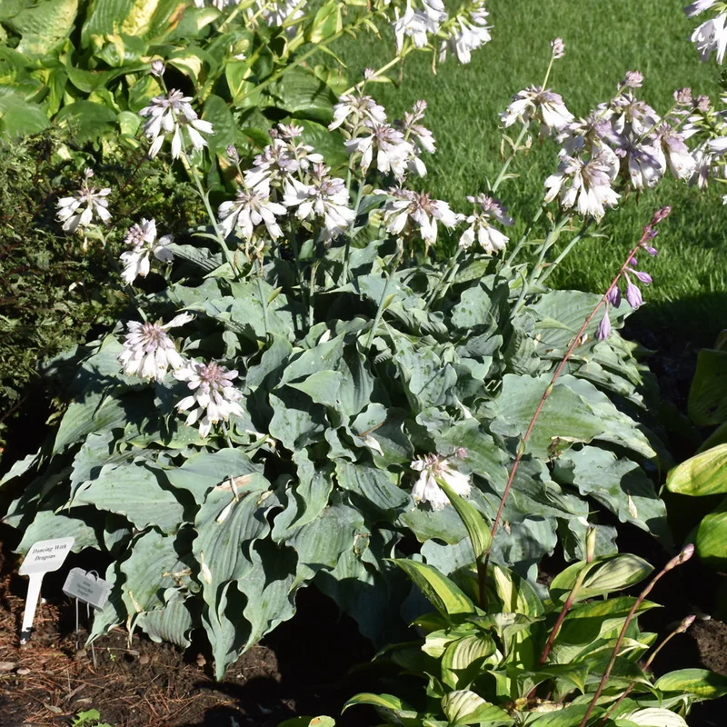 HOSTA DANCING WITH DRAGONS