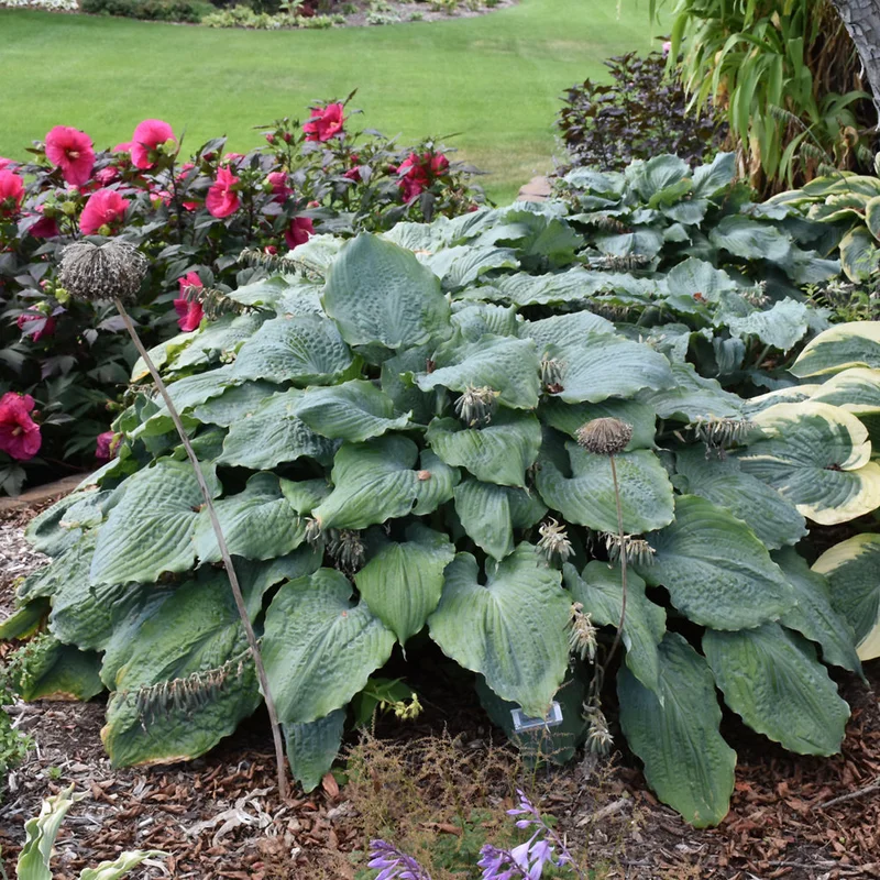 HOSTA DIAMOND LAKE