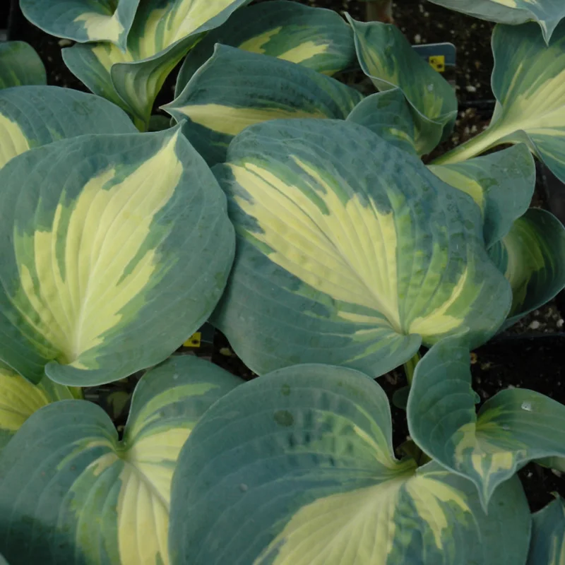 HOSTA DREAM WEAVER