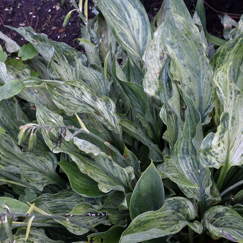HOSTA EMPERORS NEW CLOTHES
