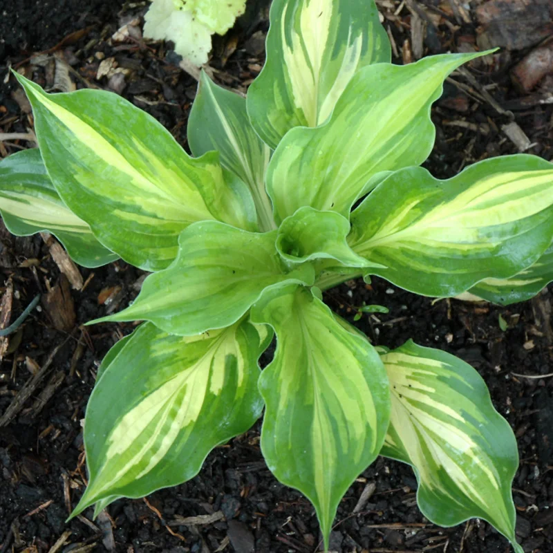 HOSTA LAKESIDE PAISLEY PRINT