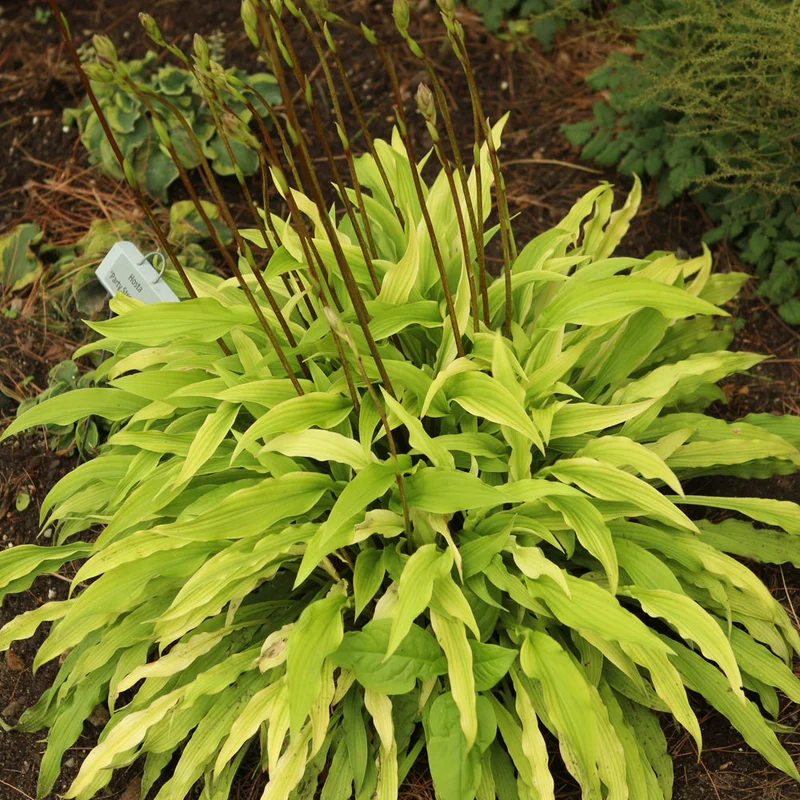 HOSTA PARTY STREAMERS