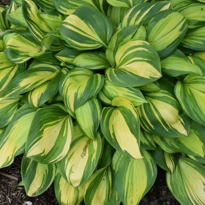 HOSTA RAINBOWS END