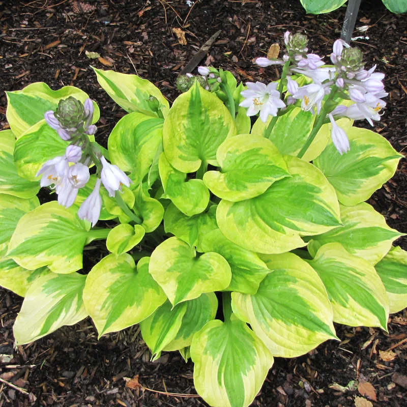 HOSTA SUMMER BREEZE