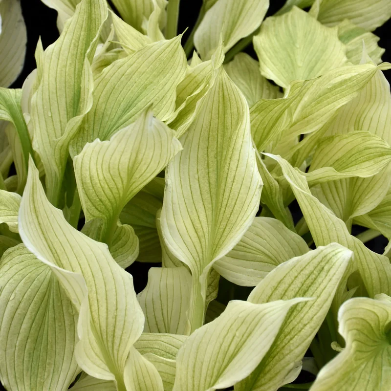 HOSTA WHITE FEATHER