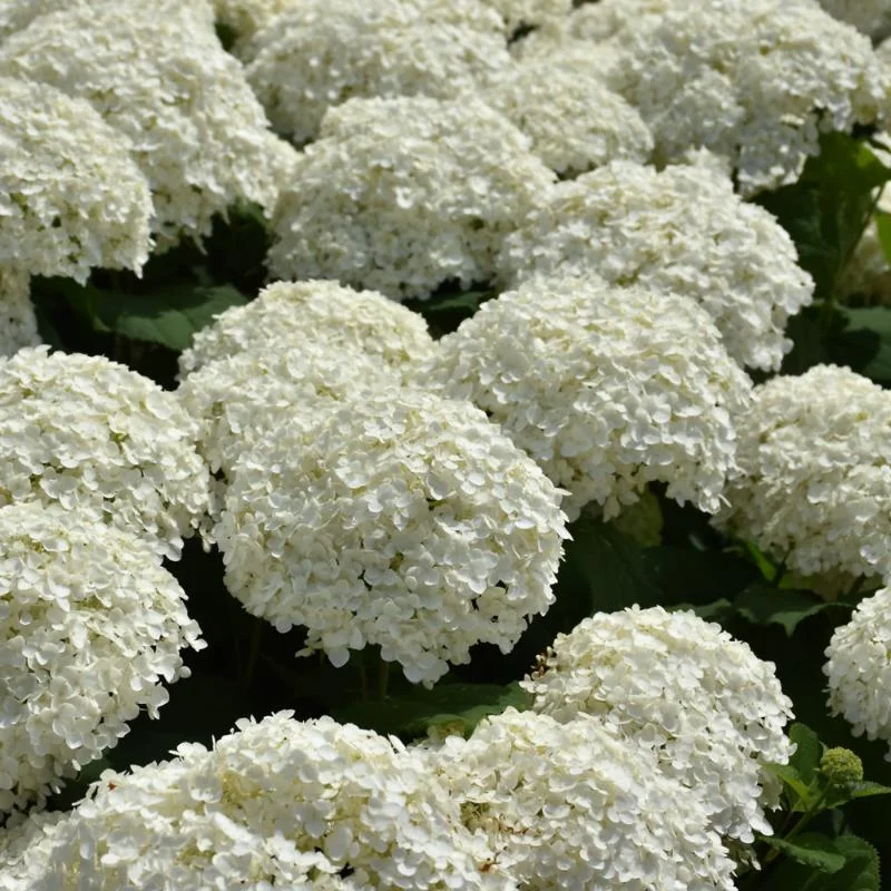 HYDRANGEA INCREDIBALL