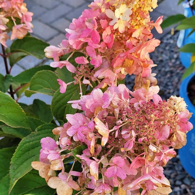 HYDRANGEA LAVALAMP CANDELABRA